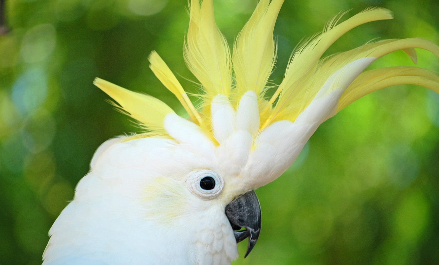cacat-a-de-cresta-amarilla-zoo-barcelona